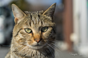 富士山近くで見かけた猫