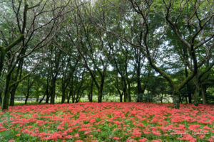 野川公園の彼岸花
