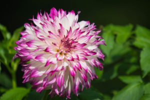 神代植物公園のダリア