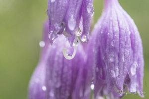雨上がりのアンジェのお花