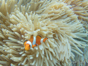 バリ島の魚　ニモ　カクレクマノミ